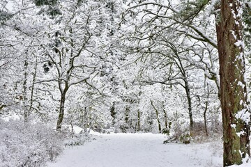 Snowy winter scene after the snowfall, seasonal white world