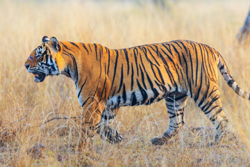 Royal bengal tiger - 744187350