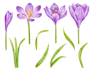 Watercolor floral set with purple blooming crocus flower. Hand drawing botanical illustration isolated on white background.Spring and easter design. 