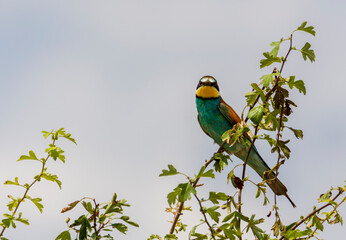 blue and yellow bee eater
