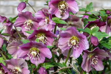 Pink hellebore flowers in bloom