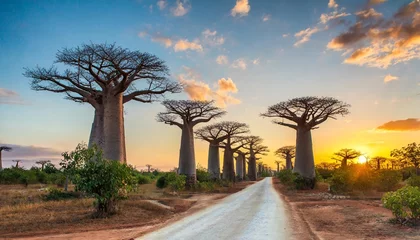 Selbstklebende Fototapeten beautiful baobab trees at sunset at the avenue of the baobabs in madagascar © Toby