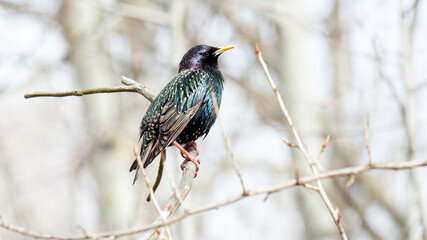 kingfisher on branch