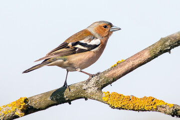 robin on branch