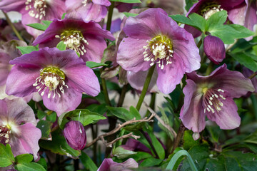 Pink hellebore flowers in bloom