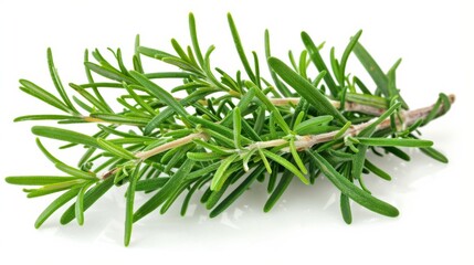 Fototapeta premium A vibrant close-up of a majestic shortstraw pine, with its emerald green needles and golden fir cones, captures the enduring beauty of nature's evergreen gifts