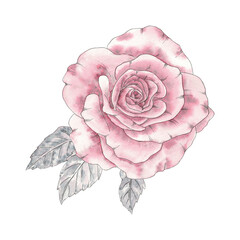 Flower rose pink, grey leaves watercolor vintage hand drawing illustration in botanical style. Art composition for vintage design wedding invitation, greating postcard, logo, wreath, frame, border