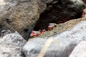 Tenerife shoreline: Two tiny crabs  on sun-warmed rocks by the  ocean.