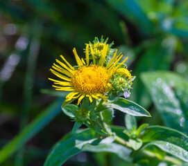 Medicinal plant elecampane.
Belongs to the genus of perennial plants of the Asteraceae family....