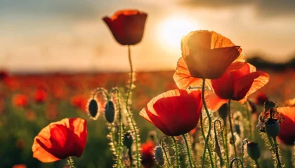 Fototapeten poppies in the field at sunset © Toby