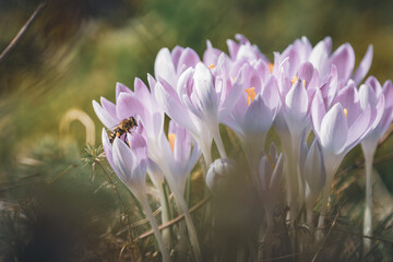 Frühlingsaufnahme - lila Krokusse mit einer Biene in der Blüte, ein Spiel mit tiefenschärfe