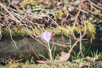 Frühlingsaufnahme - lila Krokus der einzeln wächst, und über diesem Krokus fliegt eine Hummel um Blütenstaub zu sammeln 