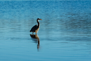 Great Blue Heron Catches Breakfast