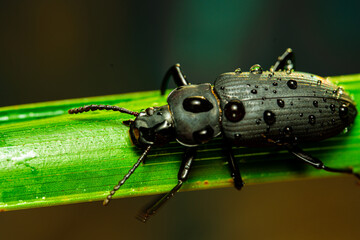 Darkling beetle. Coleoptera Carabidae Insects in Nature. Mealworm beetle Tenebrio molitor, a...