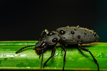 Darkling beetle. Coleoptera Carabidae Insects in Nature. Mealworm beetle Tenebrio molitor, a species of darkling beetle pest of grain and grain products as well as home products