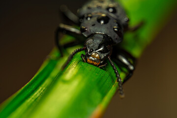 Darkling beetle. Coleoptera Carabidae Insects in Nature. Mealworm beetle Tenebrio molitor, a species of darkling beetle pest of grain and grain products as well as home products