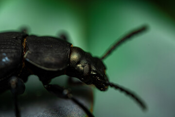 Darkling beetle. Coleoptera Carabidae Insects in Nature. Mealworm beetle Tenebrio molitor, a species of darkling beetle pest of grain and grain products as well as home products