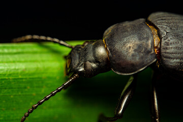 Darkling beetle. Coleoptera Carabidae Insects in Nature. Mealworm beetle Tenebrio molitor, a species of darkling beetle pest of grain and grain products as well as home products