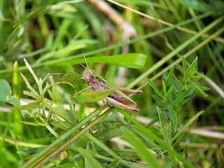 Grasshopper cricket in grass