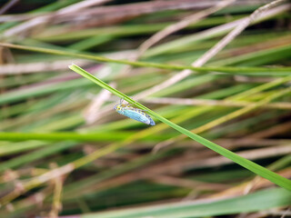 Leaf plant hopper on leaf