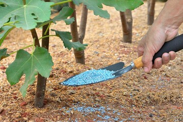 Fertilizing fig tree - 744203148