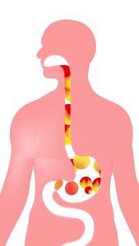 Vertical 3d animation of digestive system with moving fire circles. Esophagus with gastric reflux and heartburn on human silhouette.