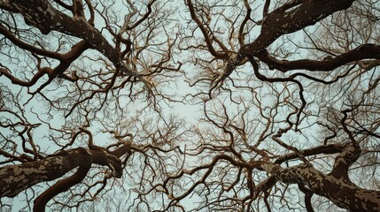 The barren trees stand tall against the cold winter sky, their naked branches reaching for warmth as nature rests and rejuvenates