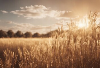 Savanna dried grass field Wheat field in sunset