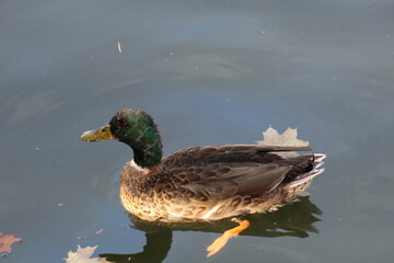 Fototapeta premium male mallard duck in the water