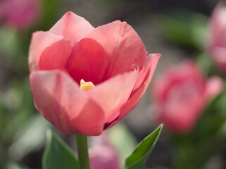 Beautiful pink tulips - 744207733