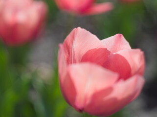 Beautiful pink tulips - 744207740
