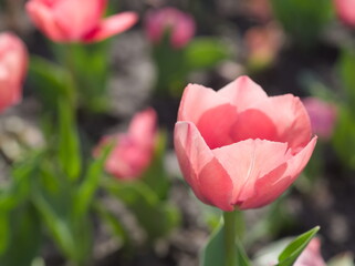 Beautiful pink tulips - 744207771