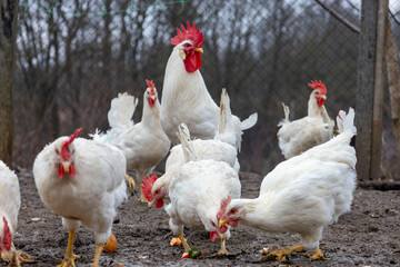 White laying hens eat outside
