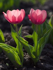 Beautiful pink tulips - 744207963