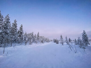 Snowy winter forest landscape on a sunset sky in winter in Rovaniemi, Finnish Lapland