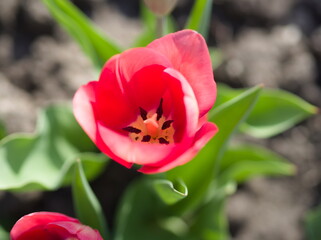 Beautiful pink tulip - 744207987