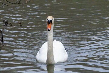 swan on the lake