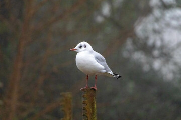 Resting Gull