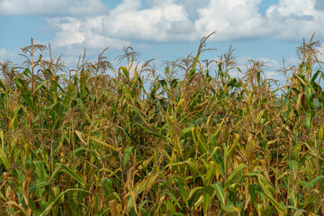 Corn field in an ecologically clean area. Tall green corn stalks close-up.  Growing corn on an industrial scale.