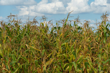 Corn field in an ecologically clean area. Tall green corn stalks close-up.  Growing corn on an...