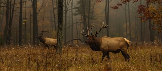 A pair of elk standing next to each other in Pennsylvanias Elk State Forest in Benezette.