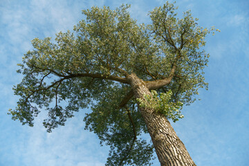 Fototapeta premium A dry tree standing alone against the blue sky. A close-up view of the tree from below, the bark.