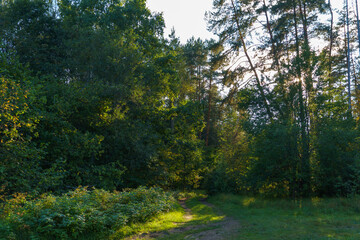 Forest landscape. The rays of the sun break through the forest thicket.