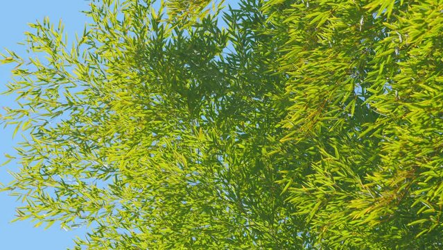 Sunlight On The Bamboo Garden With Beautiful Blue Sky. Treetop Of Bamboo On Vivid Blue Sky. Still.