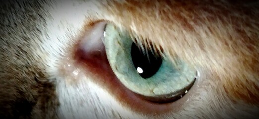 close up of cats
eye
