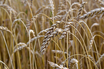 Ripe ears of wheat on the field. Close-up.