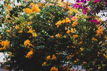 Lush orange and magenta bougainvillea blooms cascade over a vibrant green shrubbery, a picturesque...
