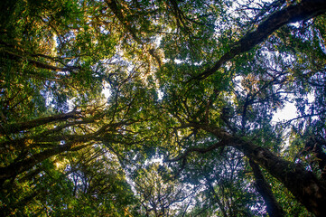 Tree crown seen from below