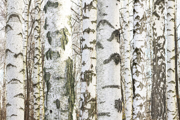 Beautiful birch trees in autumn - 744216129