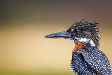 Kingfisher